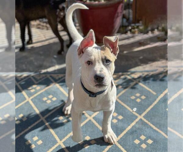 Medium Photo #17 Boxer-Unknown Mix Puppy For Sale in San Diego, CA, USA