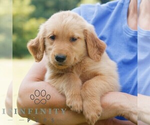 Golden Retriever Puppy for sale in GAP, PA, USA
