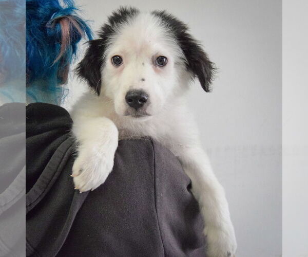 Medium Photo #4 Australian Shepherd-Unknown Mix Puppy For Sale in Huntley, IL, USA