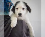 Small #3 Australian Shepherd Mix