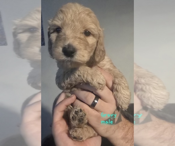 Medium Photo #5 Goldendoodle mix (+ Poodle Standard) Puppy For Sale in LA PINE, OR, USA