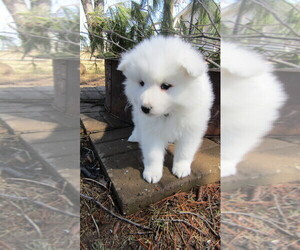 Samoyed Puppy for sale in THORP, WI, USA