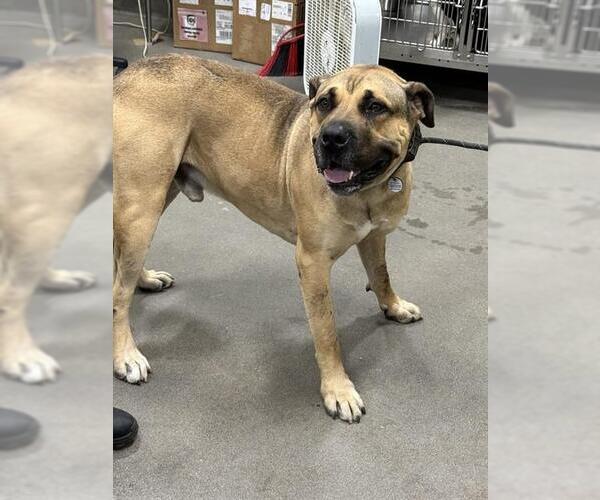 Medium Photo #1 Presa Canario-Unknown Mix Puppy For Sale in Forestville, MD, USA
