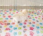 Small #4 Maltipoo (Toy)