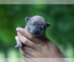 Small #2 French Bulldog