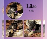 Puppy Lilac German Shepherd Dog