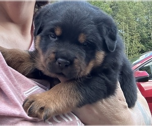 Rottweiler Puppy for sale in WINDSOR, ME, USA