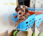 Small Photo #1 Morkie Puppy For Sale in LAKEVILLE, MN, USA