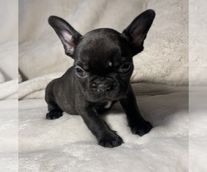 French Bulldog Puppy for sale in JOHNS ISLAND, SC, USA