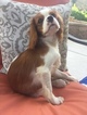 Small Photo #4 Cavalier King Charles Spaniel Puppy For Sale in FALLBROOK, CA, USA