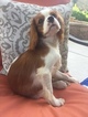 Small #3 Cavalier King Charles Spaniel