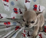 Small #2 French Bulldog