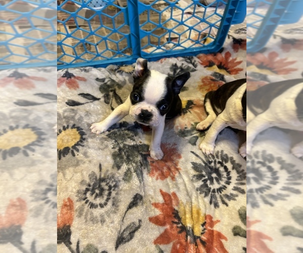 Medium Photo #6 Boston Terrier Puppy For Sale in MOUNT ORAB, OH, USA