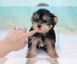 Small Photo #6 Yorkshire Terrier Puppy For Sale in LAS VEGAS, NV, USA