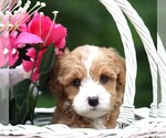 Small #5 Cavapoo