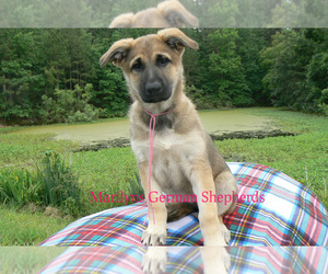 German Shepherd Dog Puppy for Sale in PIEDMONT, Missouri USA