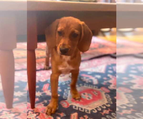 Medium Photo #4 Beagle-Unknown Mix Puppy For Sale in Hinton, WV, USA