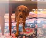 Small #3 Beagle Mix