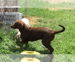 Small Photo #3 Labrador Retriever Puppy For Sale in MOUNTAIN GROVE, MO, USA