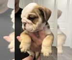 Puppy Latte English Bulldog