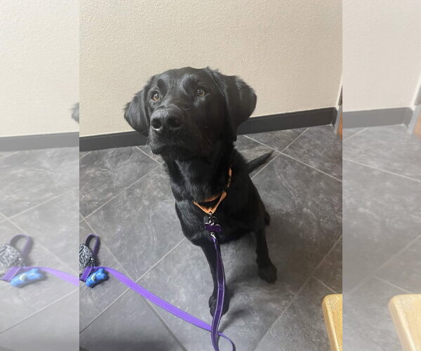 Medium Photo #4 Labrador Retriever Puppy For Sale in Fort Worth, TX, USA