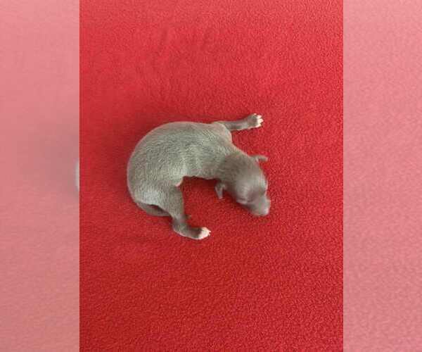 Medium Photo #8 Italian Greyhound Puppy For Sale in FORT LAUDERDALE, FL, USA