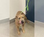 Small Staffordshire Bull Terrier