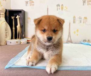 Shiba Inu Puppy for sale in NEW YORK, NY, USA