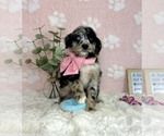 Small #3 Bernedoodle (Miniature)