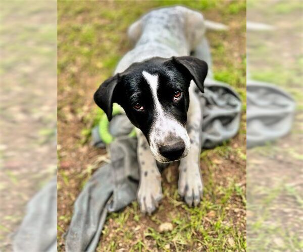 Medium Photo #2 Dalmatian-Unknown Mix Puppy For Sale in Godley, TX, USA