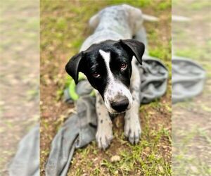Bandito - Male Dalmatian-Unknown Mix Dog for Adoption - Photo #2