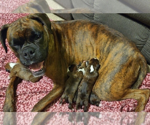 Medium Photo #1 Boxer Puppy For Sale in HOLLSOPPLE, PA, USA