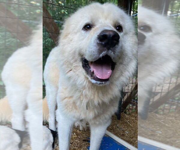 Medium Photo #2 Great Pyrenees Puppy For Sale in Greenbelt, MD, USA