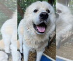 Small #1 Great Pyrenees