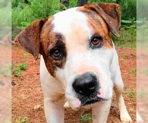 Boxer-Unknown Mix Dogs for adoption in Frankston, TX, USA