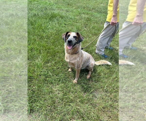Medium Photo #3 Mutt Puppy For Sale in Abbeville, LA, USA