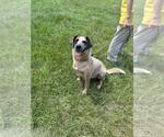 Small #2 Mutt