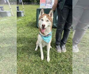 Main medium Rescue Organization Photo