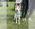 Prince - Male Siberian Husky Dog for Adoption - Small photo