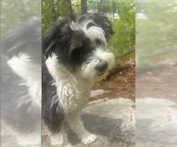 Medium Photo #4 Mutt Puppy For Sale in Cranston, RI, USA