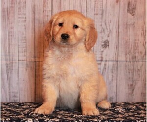 Golden Retriever Puppy for sale in APPLE CREEK, OH, USA