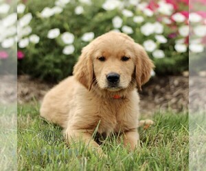 Golden Retriever Puppy for sale in KINZERS, PA, USA