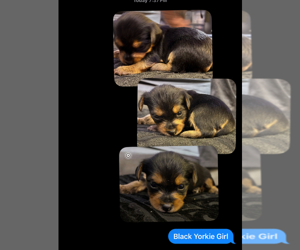 Medium Photo #3 Yorkie Pin Puppy For Sale in NEWPORT NEWS, VA, USA