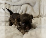 Small Photo #4 Havanese Puppy For Sale in ATHENS, GA, USA