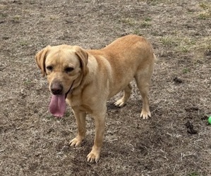 Father of the Labradoodle puppies born on 03/13/2026