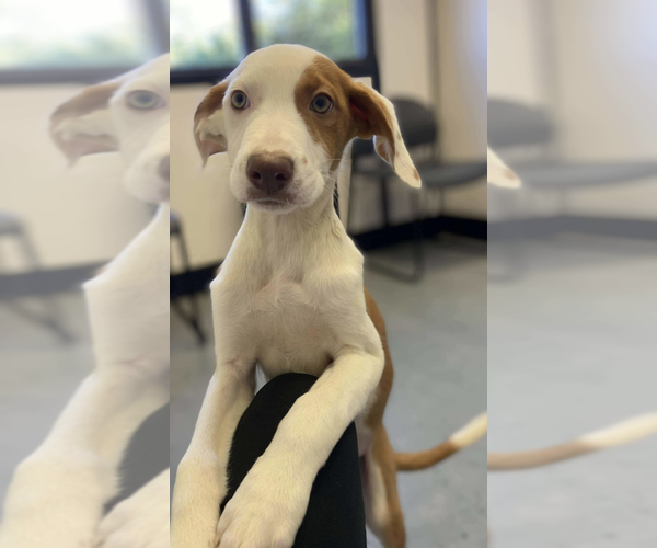 Medium Photo #2 Mutt Puppy For Sale in Brooklyn, NY, USA