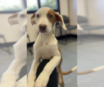 Small #1 Mutt