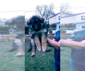 German Shepherd Dog Puppy for sale in OAKBROOK TER, IL, USA