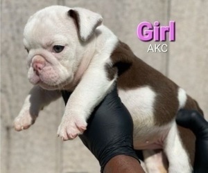 English Bulldog Puppy for sale in FORT LAUDERDALE, FL, USA