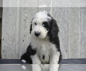 Medium Sheepadoodle